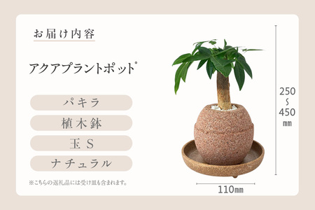 アクアプラントポット®　玉Ｓ 植木鉢パキラ（2127）