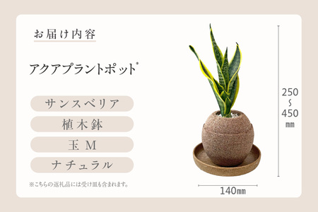 アクアプラントポット®　玉Ｍ 植木鉢サンスベリア（2134）