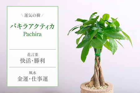 アクアプラントポット® 円L 植木鉢パキラ アクティカ(2136)