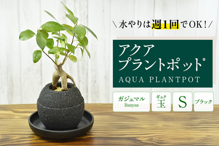 アクアプラントポット®　玉Ｓ（ブラック） 植木鉢　ガジュマル（2081）