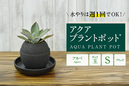 アクアプラントポット®　玉Ｓ（ブラック） 植木鉢　アガベ（2084）