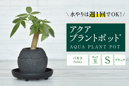 アクアプラントポット®　玉Ｓ（ブラック） 植木鉢　パキラ（2085）