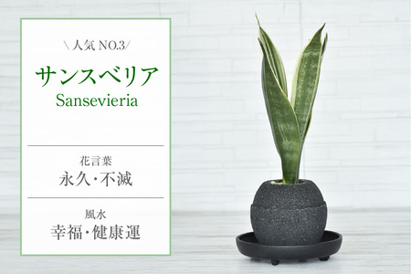 アクアプラントポット® 玉S(ブラック) 植木鉢 サンスベリア(2086)