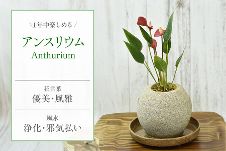 アクアプラントポット® 玉S 植木鉢 アンスリウム(2087)