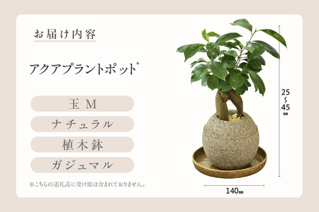 アクアプラントポット®　玉Ｍ 植木鉢　ガジュマル（2091）