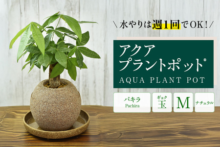 アクアプラントポット®　玉Ｍ 植木鉢　パキラ（2095）
