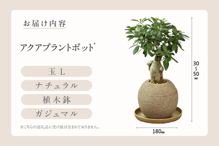 アクアプラントポット®　玉Ｌ 植木鉢　ガジュマル（2098）