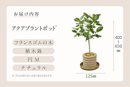 アクアプラントポット®　円Ｍ 植木鉢　フランスゴムの木（2101）