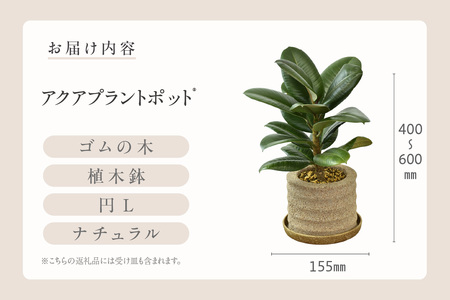 アクアプラントポット®　円Ｌ 植木鉢　ゴムの木（2103）