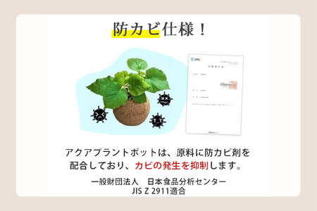 【ふるなびWEEK対象】アクアプラントポット®　玉Ｓ 植木鉢ガジュマル FN-Limited-PR（2341）