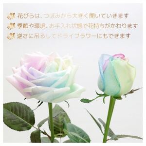 生花 レインボーローズ 花束 ピュアパステル Sサイズ : 愛知県尾張旭市 10本【配送不可地域:離島・北海道・沖縄県・東北・中国・四国・九州】【1547623】