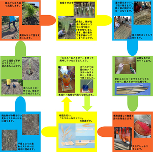 大麦からできたストロー「エコエ～deストロー」｜自然素材 エシカル SDGs エコ ストロー 麦わら [0751]