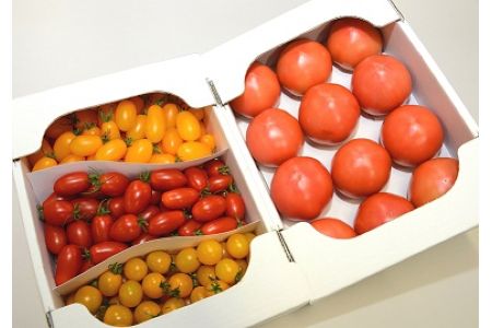 2619 0162 予約注文 水耕栽培トマト詰め合わせ 発送は11月から順次 愛知県岩倉市 ふるさと納税サイト ふるなび
