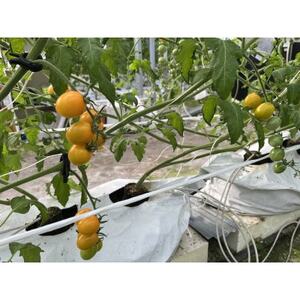 新ミニトマト甘っこミックスセット【1483676】