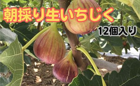 朝採り生いちじく12個入り