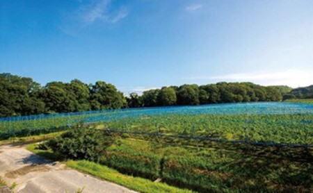 ジュース ぶどう農家浅桑園のこだわり ぶどうジュース セット 巨峰 クイーンニーナ 飲み比べ ドリンク ブドウ ぶどう 果物 フルーツ フルーツジュース 飲み比べセット 果汁ジュース 贈答 詰め合わせ ギフト 贈り物 プレゼント 愛知 愛知県 日進市