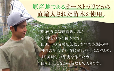 先行予約 フィンガーライムアソート 果実 200g 詰め合せ 品種お任せ フィンガーライム FINGER LIME JAPAN公認 キャビアライム フルーツキャビア 森のキャビア 柑橘 愛知県 田原市 渥美半島 国産 25000円