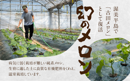 《先行予約》純系古田メロン2玉 メロン 石井農園