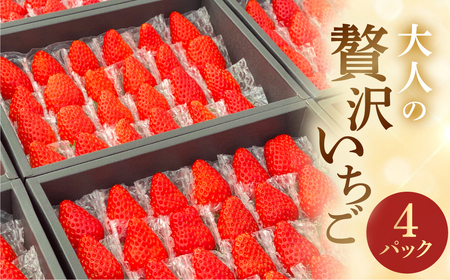 先行予約 安田農園大人の贅沢いちご 2パック×2 イチゴ いちご 苺 果物 くだもの フルーツ 贅沢品 贈答品 高級いちご ブランドいちご 先行予約  田原市 産地直送 高糖度いちご