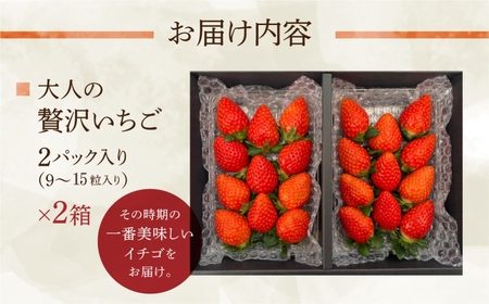 先行予約 安田農園大人の贅沢いちご 2パック×2 イチゴ 2024年1月～発送