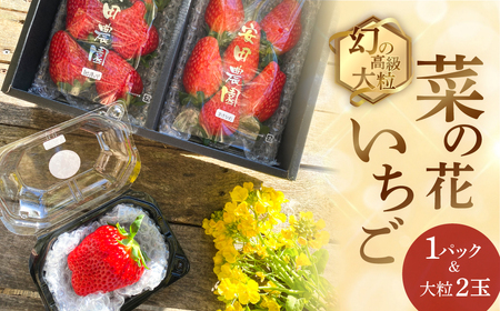 先行予約 菜の花いちご 1パック(6～8粒入)・大粒2玉 　1月～発送開始 イチゴ いちご 苺 果物 くだもの フルーツ 贅沢品 贈答品 高級品 ブランド 先行予約 お取り寄せ 田原市 産地直送 送料無料 事前予約 品種お任せ あきひめ 紅ほっぺ さがほのか