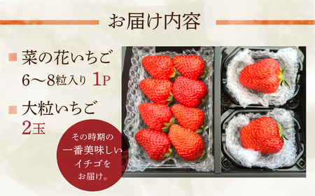 先行予約 菜の花いちご 1パック(6～8粒入)・大粒2玉 　1月～発送開始 イチゴ いちご 苺 果物 くだもの フルーツ 贅沢品 贈答品 高級品 ブランド 先行予約 お取り寄せ 田原市 産地直送 送料無料 事前予約 品種お任せ あきひめ 紅ほっぺ さがほのか