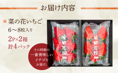 先行予約 菜の花いちご6～8粒入 4パック 大粒 　1月～発送開始 イチゴ いちご 苺 果物 くだもの フルーツ 贅沢品 贈答品 高級品 ブランド 先行予約 お取り寄せ 田原市 産地直送 いちご いちご いちご  品種お任せ あきひめ 紅ほっぺ さがほのか