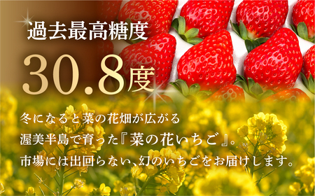 先行予約 菜の花いちご6～8粒入 4パック 大粒 　1月～発送開始 イチゴ いちご 苺 果物 くだもの フルーツ 贅沢品 贈答品 高級品 ブランド 先行予約 お取り寄せ 田原市 産地直送 いちご いちご いちご  品種お任せ あきひめ 紅ほっぺ さがほのか