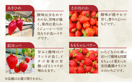 先行予約 菜の花いちご6～8粒入 4パック 大粒 　1月～発送開始 イチゴ いちご 苺 果物 くだもの フルーツ 贅沢品 贈答品 高級品 ブランド 先行予約 お取り寄せ 田原市 産地直送 いちご いちご いちご  品種お任せ あきひめ 紅ほっぺ さがほのか