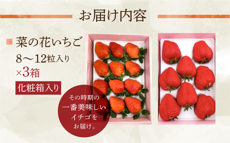 先行予約 菜の花いちご 3箱(8粒～12粒入) 大粒 2024年2月～発送開始