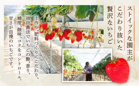 先行予約 菜の花いちご　3箱(8粒～12粒入) 大粒 　1月～発送開始 イチゴ いちご 苺 果物 くだもの フルーツ 贅沢品 贈答品 高級品 ブランド 先行受付 お取り寄せ 田原市 産地直送 送料無料 事前予約 品種お任せ あきひめ 紅ほっぺ さがほのか