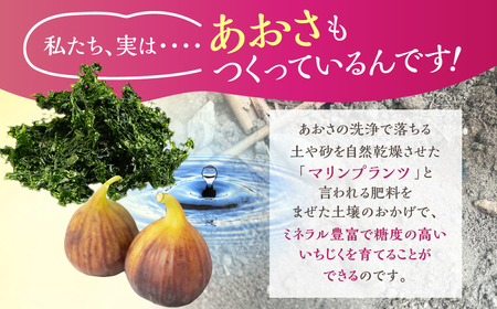 完熟いちじく 12玉 セット 《 いち美 》 いちじく イチジク フルーツ 果物