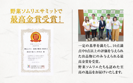 2026年先行予約極上メロン 渥美の陽光-HIKARI- 1玉 メロン