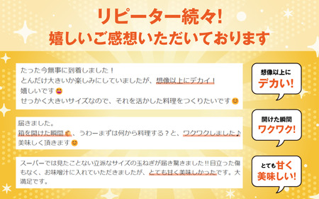 がんこ玉ねぎ　5kg