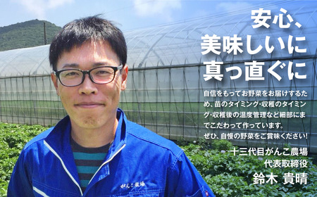 がんこ玉ねぎ　5kg