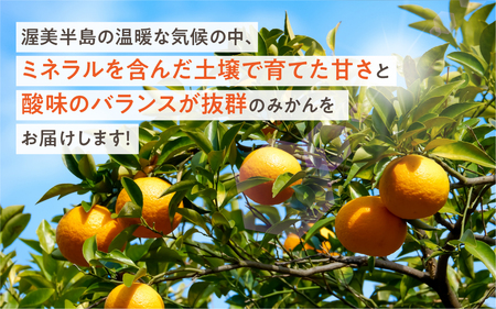 渥美半島の伊良湖みかん 10kg（ 訳あり ） みかん ミカン 蜜柑 送料無料 フルーツ 果物 大容量 渥美半島 甘い 濃厚 コク ジューシー 産地直送 田原市 みかん