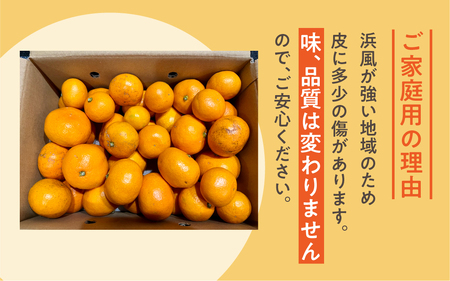 渥美半島の伊良湖みかん 10kg（ 訳あり ） みかん ミカン 蜜柑 送料無料 フルーツ 果物 大容量 渥美半島 甘い 濃厚 コク ジューシー 産地直送 田原市 みかん