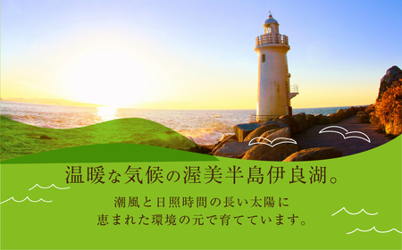 《先行予約》訳あり マスクメロン L～2L 2玉 メロン T-farm