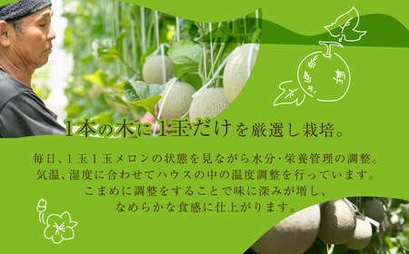 《先行予約》訳あり マスクメロン L～2L 2玉 メロン T-farm