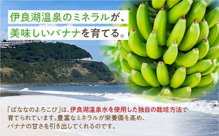 ≪先行予約≫【愛知県・田原産】≪先行予約≫ 愛知県・田原産 ブランドばなな『ばななのよろこび』1kg