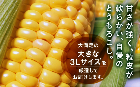 【先行予約】 朝採り極甘 とうもろこし 3Lサイズ 12本 とうもろこし
