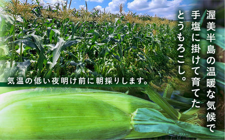 【先行予約】 朝採り極甘 とうもろこし 3Lサイズ 12本 とうもろこし