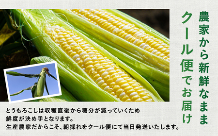 【先行予約】 朝採り極甘 とうもろこし 3Lサイズ 12本 とうもろこし
