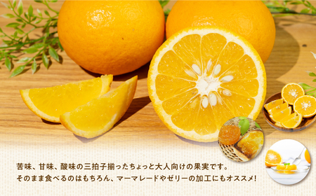 大橋農園の ご家庭用 甘夏 10kg 甘夏 あまなつ 柑橘 柑橘類 フルーツ 果物 旬 訳あり ワケアリ 訳アリ 愛知県 田原市 渥美半島