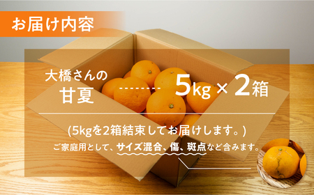 大橋農園の ご家庭用 甘夏 10kg 甘夏 あまなつ 柑橘 柑橘類 フルーツ 果物 旬 訳あり ワケアリ 訳アリ 愛知県 田原市 渥美半島