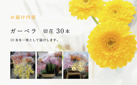 近藤フラワーガーデン 農園直送 ガーベラ切花30本　生花 ギフト プレゼント 愛知県 田原市