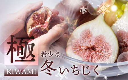 先行予約 冬の希少な いちじく 極 9-12玉 完熟 大玉 2025年発送 11月～12月お届け フルーツ 【専用箱】入手困難 果物 春 冬 いちじく イチジク 無花果 フルーツ 果物 旬 希少 極