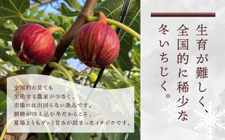 先行予約 冬の希少な いちじく 極 9-12玉 完熟 大玉 2025年発送 11月～12月お届け フルーツ 【専用箱】入手困難 果物 春 冬 いちじく イチジク 無花果 フルーツ 果物 旬 希少 極