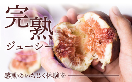 先行予約 冬の希少な いちじく 極 9-12玉 完熟 大玉 2025年発送 11月～12月お届け フルーツ 【専用箱】入手困難 果物 春 冬 いちじく イチジク 無花果 フルーツ 果物 旬 希少 極