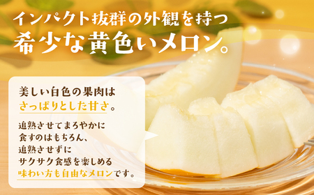 【先行予約】イエローキングメロン 5～6玉 ニュー渥美観光 メロン